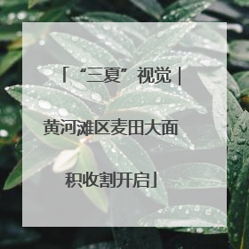 “三夏”视觉｜黄河滩区麦田大面积收割开启