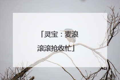 灵宝：麦浪滚滚抢收忙
