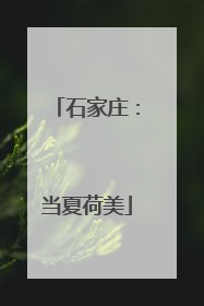 石家庄：当夏荷美
