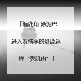 缠鹿角 涂泥巴 进入发情季的雄鹿这样“秀肌肉”