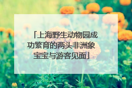 上海野生动物园成功繁育的两头非洲象宝宝与游客见面
