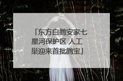 东方白鹳安家七星河保护区 人工巢迎来首批鹳宝