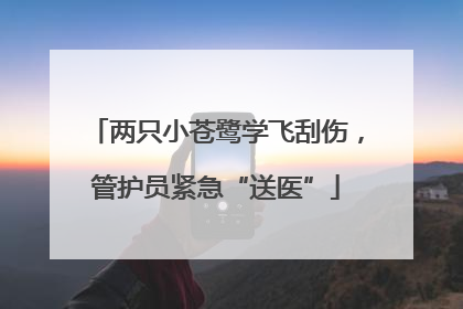 两只小苍鹭学飞刮伤，管护员紧急“送医”