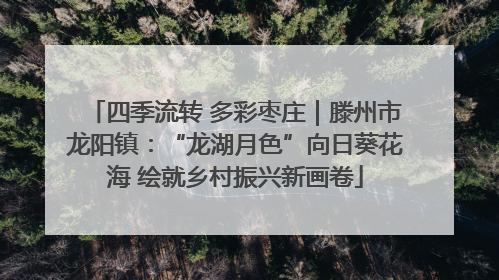 四季流转 多彩枣庄｜滕州市龙阳镇：“龙湖月色”向日葵花海 绘就乡村振兴新画卷