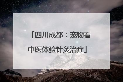 四川成都：宠物看中医体验针灸治疗