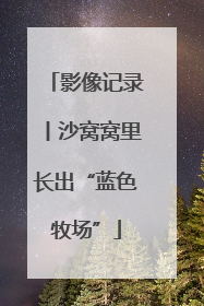 影像记录丨沙窝窝里长出“蓝色牧场”