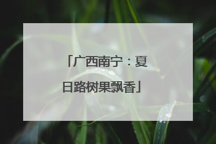 广西南宁：夏日路树果飘香