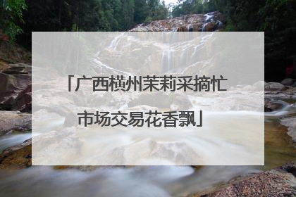 广西横州茉莉采摘忙 市场交易花香飘