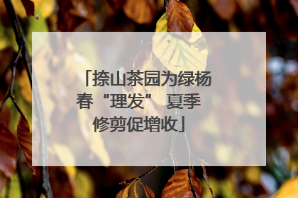 捺山茶园为绿杨春“理发” 夏季修剪促增收