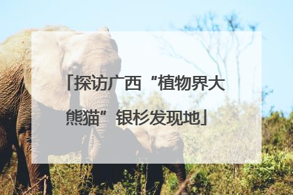 探访广西“植物界大熊猫”银杉发现地