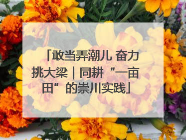 敢当弄潮儿 奋力挑大梁｜同耕“一亩田”的崇川实践