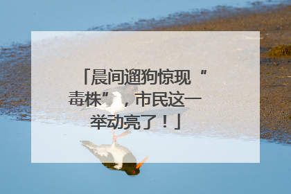 晨间遛狗惊现“毒株”，市民这一举动亮了！