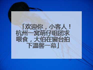 欢迎你，小客人！杭州一窝萌仔组团求喂食，大伯在窗台拍下温馨一幕