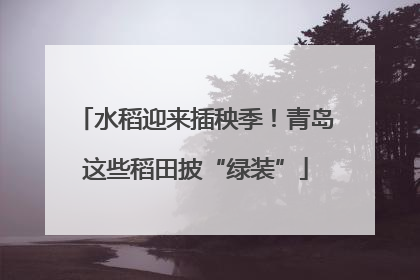水稻迎来插秧季！青岛这些稻田披“绿装”