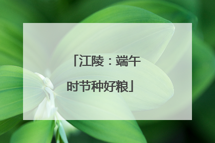 江陵：端午时节种好粮