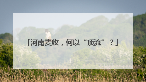 河南麦收，何以“顶流”？