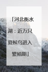 河北衡水湖：近万只夏候鸟进入繁殖期