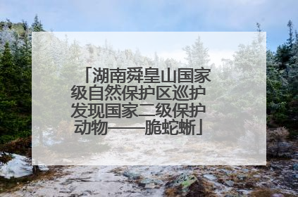 湖南舜皇山国家级自然保护区巡护发现国家二级保护动物——脆蛇蜥