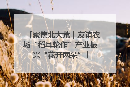 聚焦北大荒｜友谊农场“稻耳轮作”产业振兴“花开两朵”