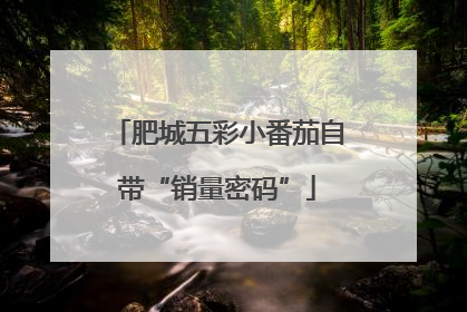 肥城五彩小番茄自带“销量密码”