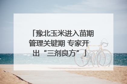 豫北玉米进入苗期管理关键期 专家开出“三剂良方”