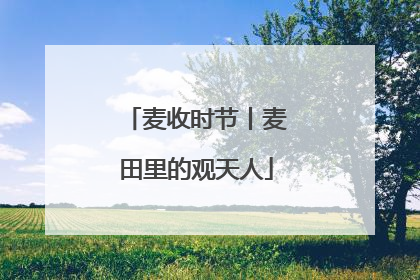 麦收时节丨麦田里的观天人